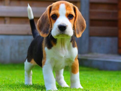 beagle köpek yavru